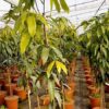 árbol de mango de la variedad Osteen con una altura superior a 1,9 metros