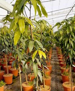 árbol de mango de la variedad Osteen con una altura superior a 1,9 metros