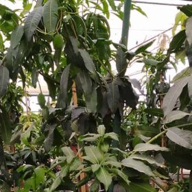 Árbol de mango Osteen grande. 4 años