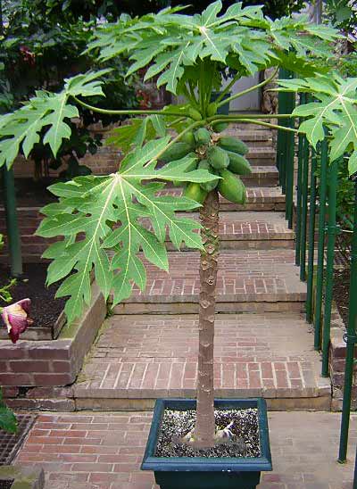 árbol de papaya en maceta que puedes cultivar en culqquier lugar