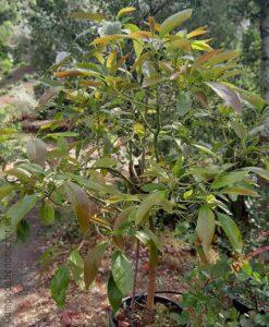 Árbol grande de aguacate en maceta variedad Hass