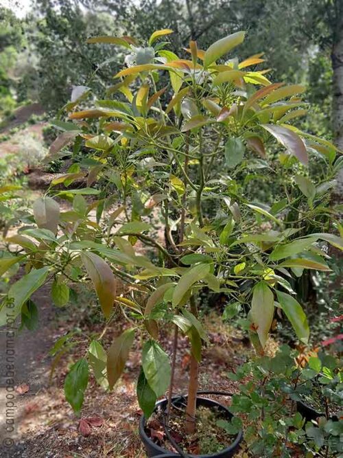 Árbol grande de aguacate en maceta variedad Hass