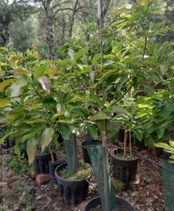 Árbol grande de aguacate en maceta con frutos