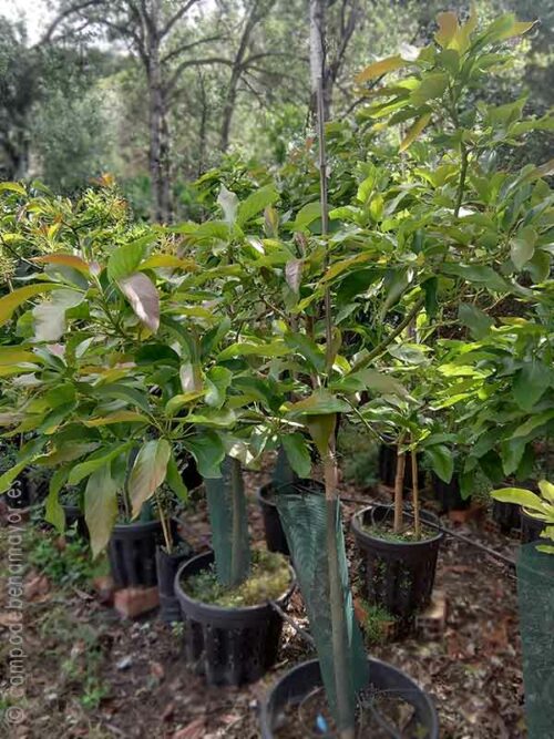 Árbol grande de aguacate en maceta con frutos