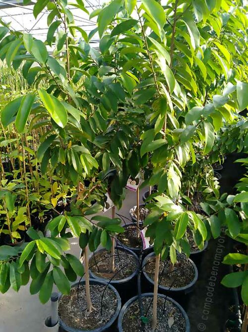 Árbol de guanábana en maceta de 15 litros, 2 años