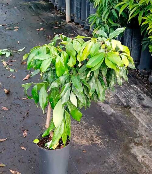 Árbol de lichi Mc Lane en maceta