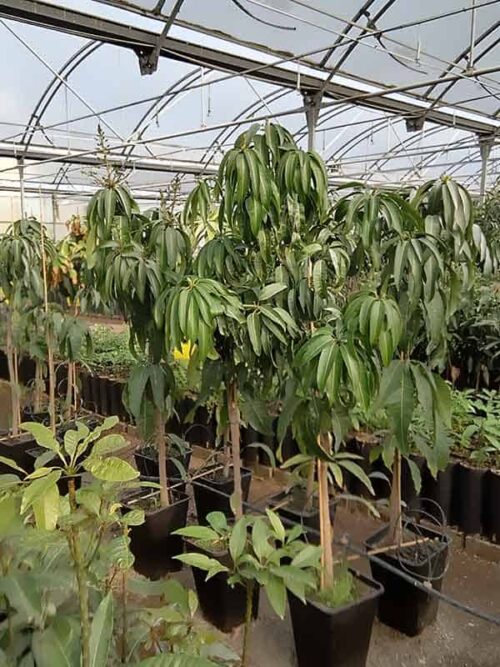 Árboles de mango grandes variedad kent