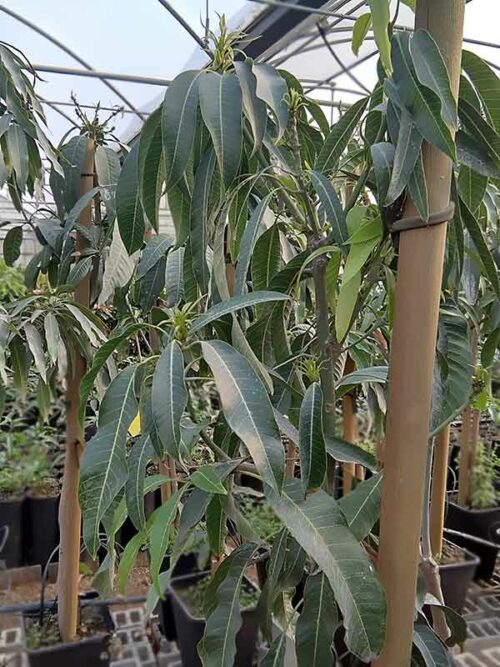 Árbol de mango grande variedad Sensation