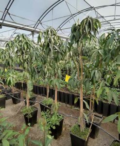 Árbol de mango grande variedad Tommy Atkins