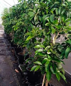 Árboles de aguacate Reed en maceta con 3 años