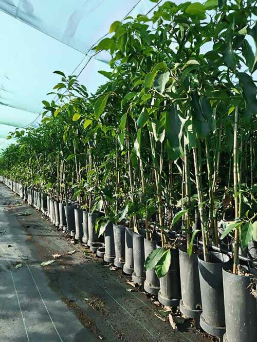 Árboles de aguacate Ettinger en maceta de 6 litros