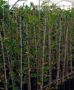 Árboles de azufaifo en maceta