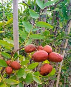 Árboles de azufaifo con fruta