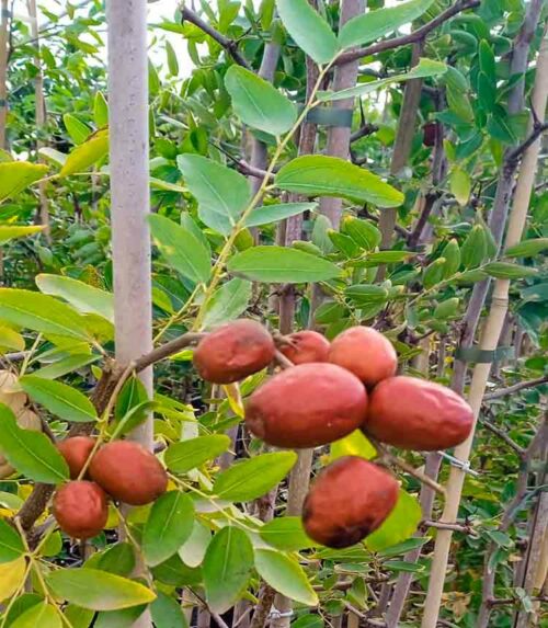 Árboles de azufaifo con fruta