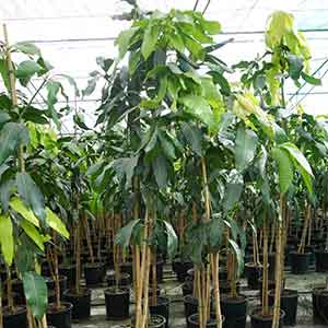 Árboles frutales