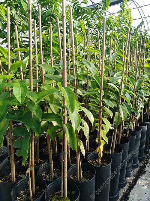 Árboles de guanábana en maceta