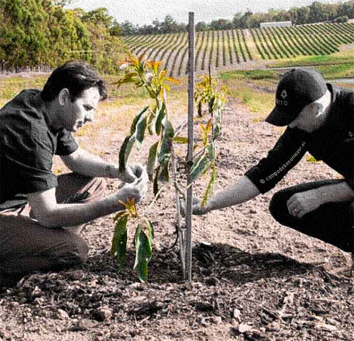 Asesoramiento sobre cultivo del aguacate