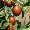 Planta de azufaifo