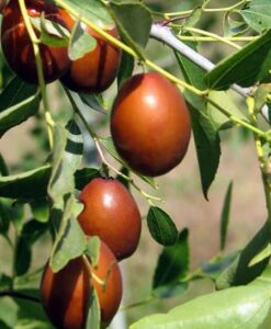 Aquí puedes comprar tu árbol de azufaifo en maceta