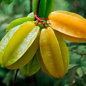 Árboles de carambola - Campo de Benamayor