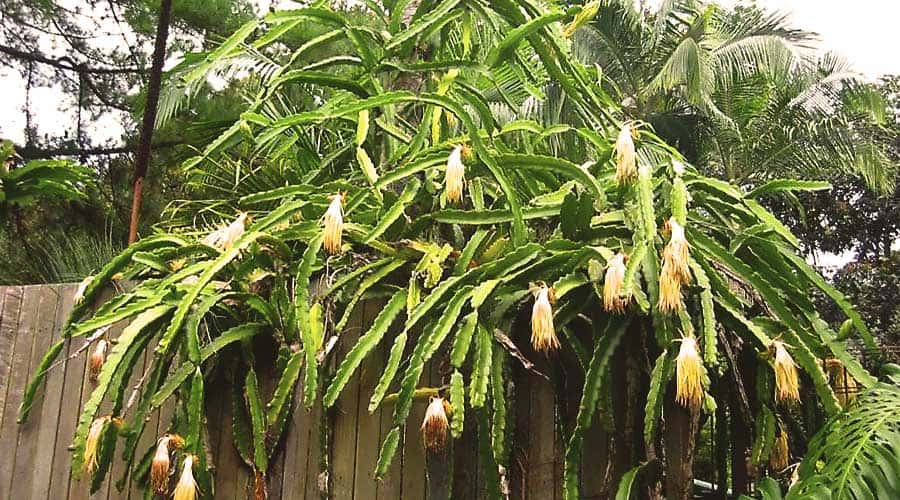 Síntesis de 17+ artículos: pitahaya como plantar [actualizado recientemente]