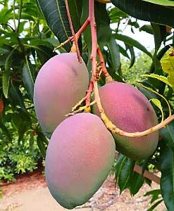 Árboles de mango