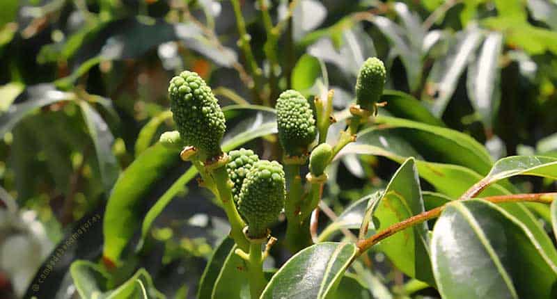 Influencia del clima en el cuajado de la fruta del lichi