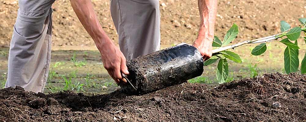 Conoce cuáles son los periodos adecuado para plantar aguacte