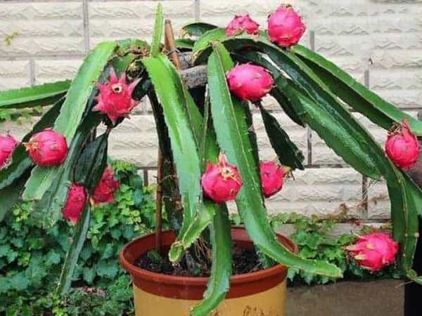 También puedes cultivar la pitahaya en maceta