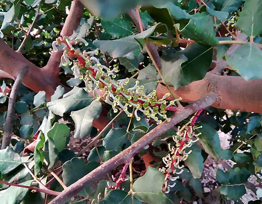 Cultivos subtropicales en Andalucía