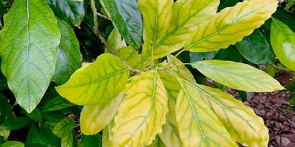 Cómo identificar la deficiencia de nutrientes en aguacate