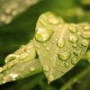 Fertilizantes para aplicación foliar, tipo NPK