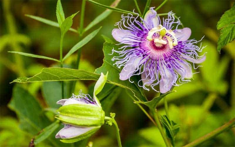 ex Comerciante Acelerar Plantas Passiflora, Maracuyá morado - Campo de Benamayor