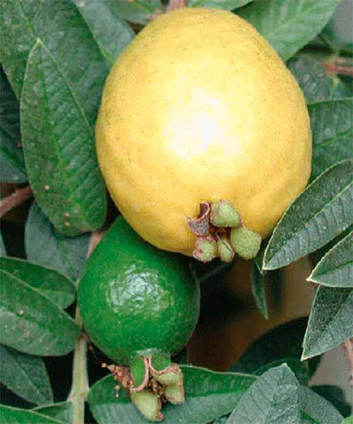 Fruta de la guayaba limón
