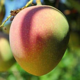 Fruta de mango Sensation madura