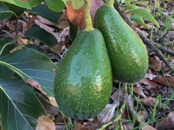 Fruta de aguacate Zutano