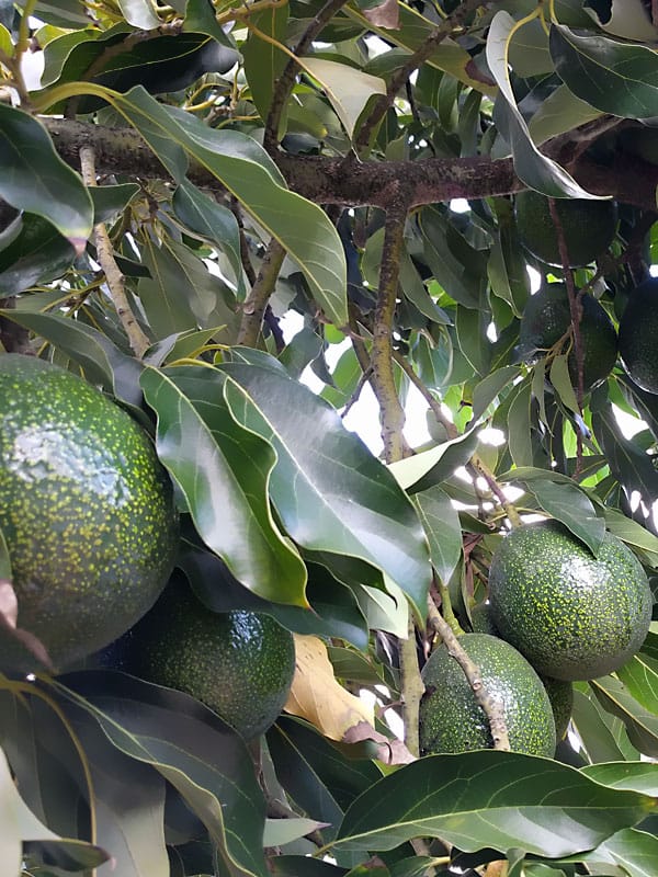 7 consejos para el cultivo del aguacate en maceta y que dé fruto