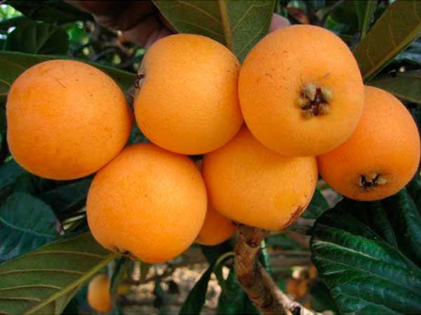Fruta del níspero variedad Tanaka