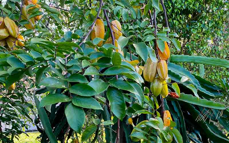 Fruta en árboles de carambola