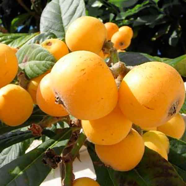 Fruta del níspero variedad Golden Nugget