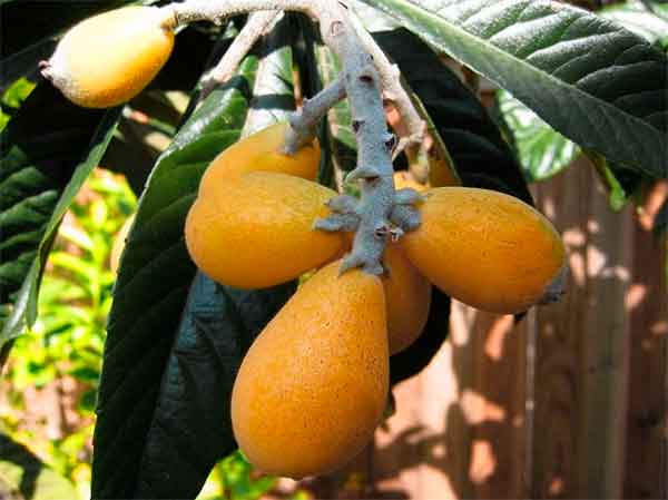 fruta nispero peluche