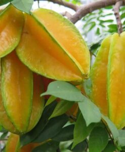 Fruta del árbol de carambola Arkin