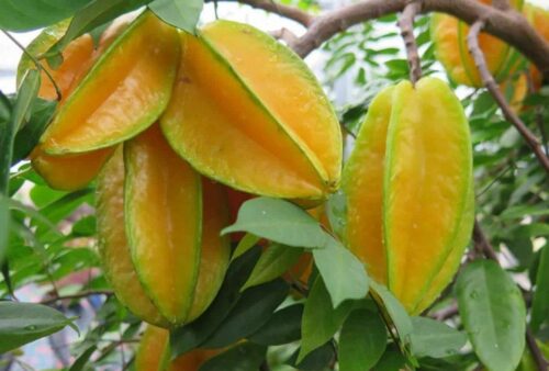 Fruta del árbol de carambola Arkin