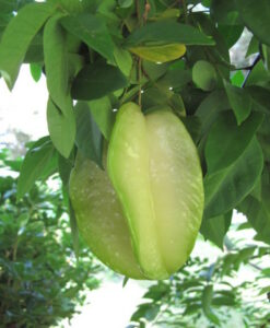 Fruta del árbol carambola Fwang-Tung