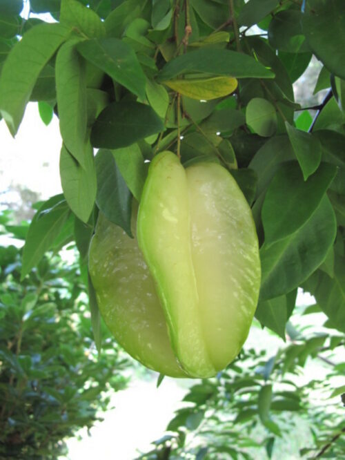 Fruta del árbol carambola Fwang-Tung