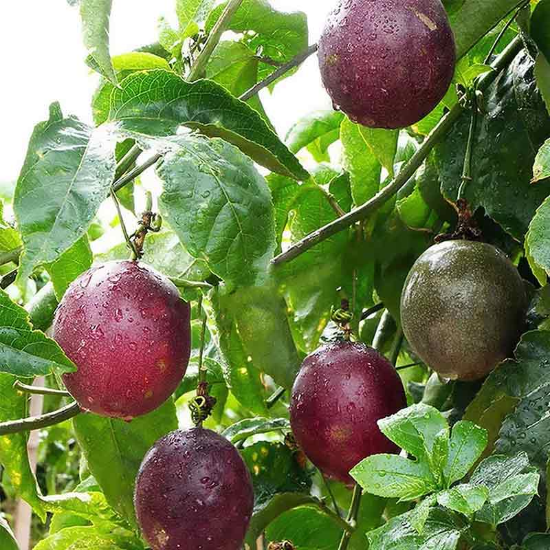Maracuyá morado, fruto de la Passiflora edulis
