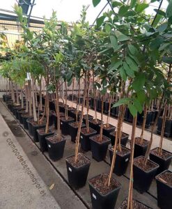 Arboles de guayaba fresa de 3 años