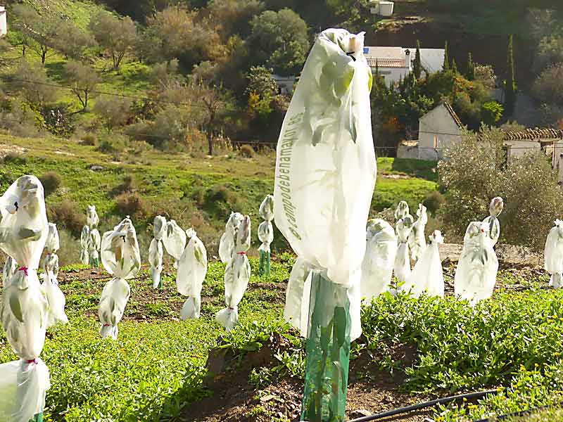 Malla antiheladas para árboles frutales