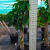 Árbol de mango grande con 7-8 años. Vaiedad Osteen