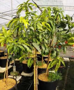 Árbol de mango de la variedad Keitt en maceta con 4 años de edad